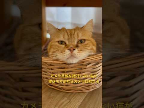 カメラ目線を絶対しない猫が寝落ち寸前ならカメラ目線する#猫動画 #cat #カメラ目線