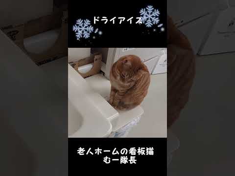 涼しげな雰囲気をお届け #看板猫 ＃老人ホーム