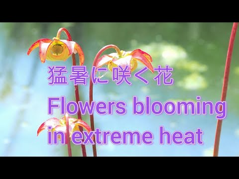 猛暑に咲く花2024 Flowers that bloom in the scorching summer 大阪公立大学付属植物園 交野市