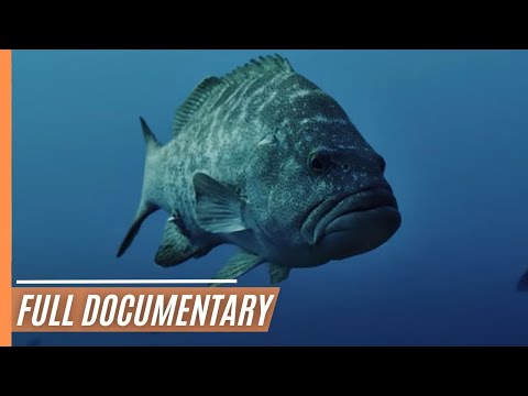 Aquarium Of The World - The Cradle Of The Gulf | Full Documenatry