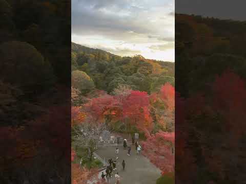 Massive crowd at Kiyomizu-dera temple to capture the sunset 🌅 #kyoto #japan #sunset t