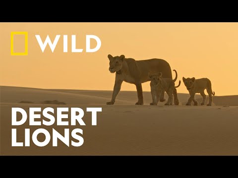 Namibia's Desert Lions | The Real Lion King | National Geographic WILD UK