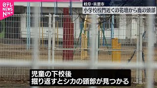 【鹿の頭部】小学校の花壇の中から見つかる  岐阜・美濃市