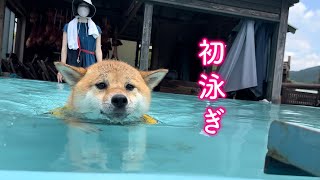 初めてのプールで水が苦手なはずの柴犬が泳ぎが上手すぎて凄かった！