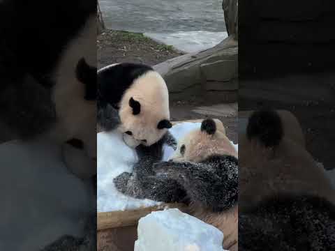 Dois bebês de panda fofíssimos brincando na neve! 🐼❄️ Tão fofos que explodem de tanta fofura! 💥💖