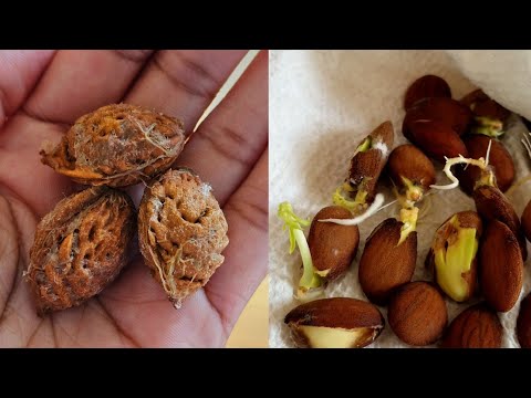 How to germinate peach seeds without cold stratification