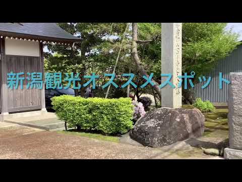 新潟観光オススメスポット　燕市八王寺安了寺の白藤