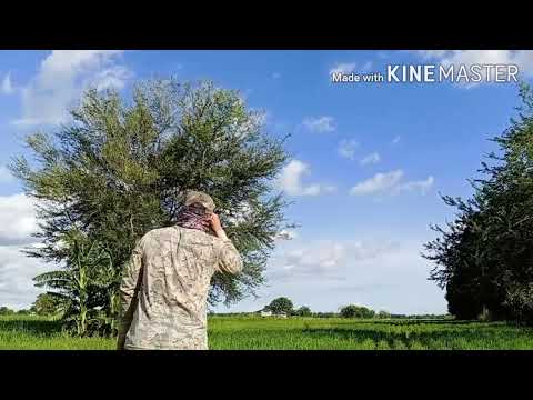 Bird hunting PH ep3