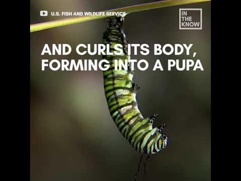 Watch the amazing transformation of a caterpillar to a butterfly