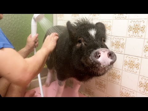 It's been a long time since I washed pig, and pig is bald.