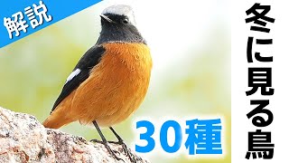 超入門！冬に見る鳥30種【解説】