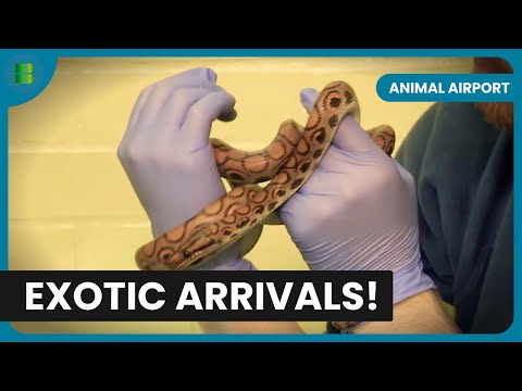 Handling Snakes! - Animal Airport - Animal Documentary