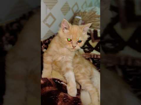 Iska name kes kes ko pata ha comment ma batow #youtubeshorts #kittty #cat #cuteanimal #catlover