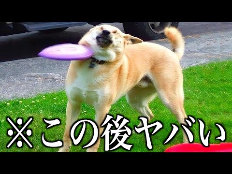 【神回】ツッコミどころ満載な動物のおもしろ動画見ようぜwwwwww⑧【ハプニング映像】【犬】【猫】