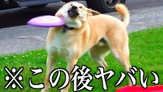 【神回】ツッコミどころ満載な動物のおもしろ動画見ようぜwwwwww⑧【ハプニング映像】【犬】【猫】