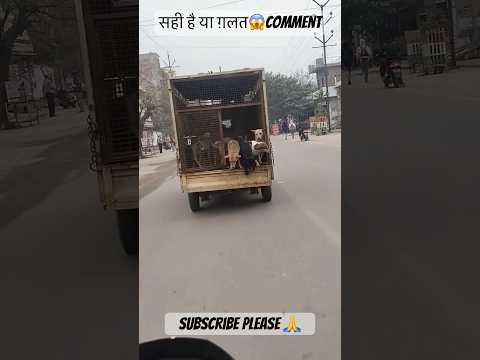 कुत्ते भाग गए । 🐕🐕 Dog jumps 😱😱| #viral #trending #shortvideo #freedogs #savethedog #subscribe