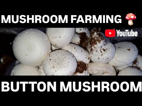 Mushroom farming in India Mushroom harvesting process full guide part time job Mushroom business