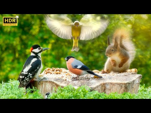 Cat TV😻 Backyard BIRDS for Cats to Watch and their Squirrel friends🕊️🐿️