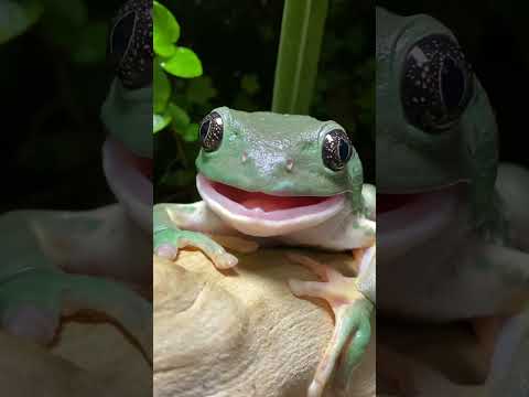 Big Frog Makes Funny Face while Eating Worm! #shorts