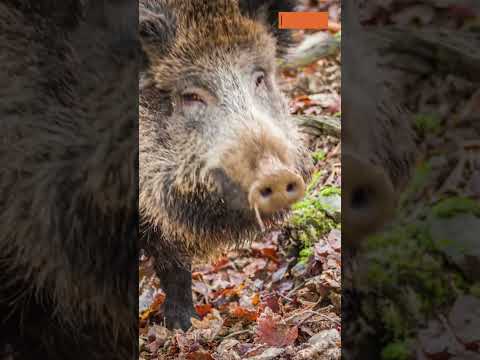 Wild Boars in 60 Seconds: Amazing Facts You Never Knew!