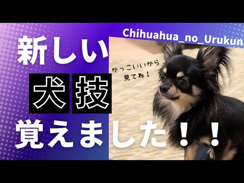 【犬技】チワワくんの新技！！初披露♪