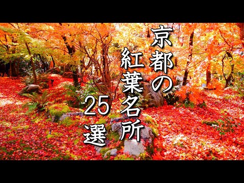 【4K Kyoto Autumn Leaves 25 Selections 🍁】Introducing the best sights to visit this year