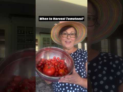 When to Harvest Tomatoes?