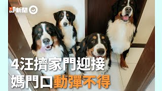 4隻黏人伯恩山犬擠家門口迎接！媽動彈不得氣音喊：借我過！｜狗狗｜寵物動物｜調皮