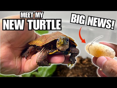 I GOT ANOTHER DREAM TURTLE! SETUP + PICKUP  | BLACK-BREASTED LEAF TURTLE UPDATE