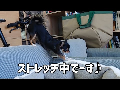 「高い所と段差ストレッチが好きな猫」みたいな犬