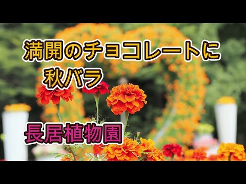 満開のチョコレートコスモスに秋バラ 2024 長居植物園 大阪市