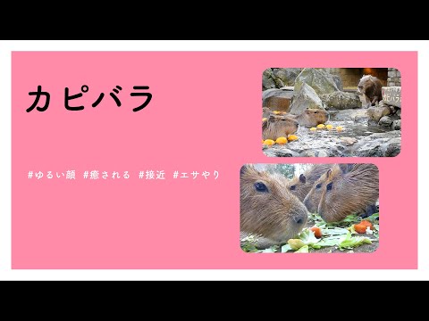 【#かわいい#楽しい#癒し#動物園に行こう】カピバラ