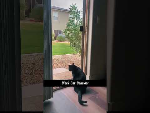 Black cat behavior