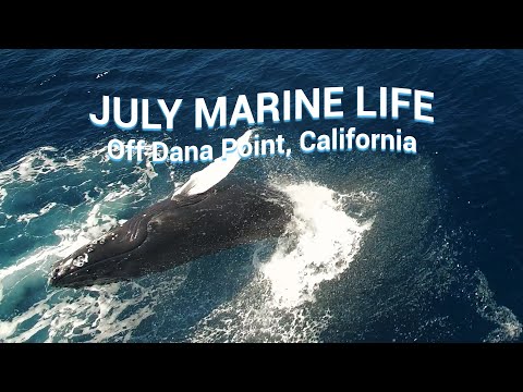 WHALES & DOLPHINS You Could See in JULY off Dana Point, CA 🐳🐬