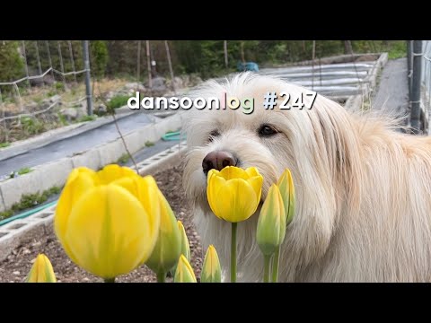 Korea's spring country life vlog 247) Flowering April