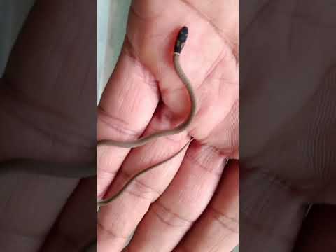 Snake Rescue 🐍 Dumeril's Black-Headed Snake (Sibynophis subpunctatus ) #snake #snakevideo