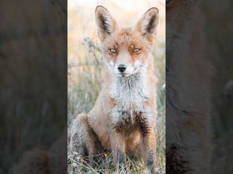 Red Fox wildlife photography, Story behind the photo! 📸🦊