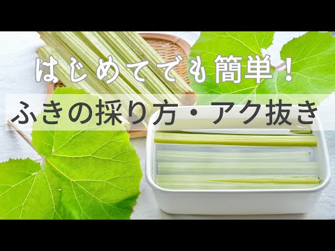 山菜採りをしたことない人にこそ見てほしい。女性ひとりでも簡単なふきの採り方・あく抜き