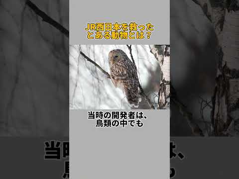 JR西日本を救ったとある動物とは？（新幹線、山陽新幹線、鉄道、500系）