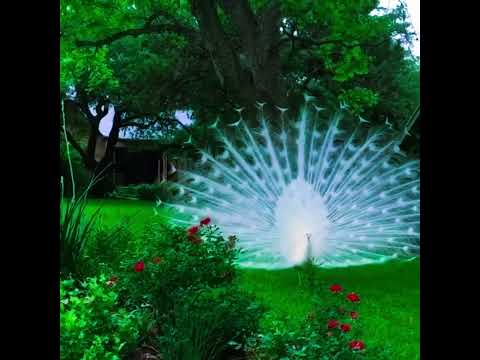 The Enchanting Dance of the White Peacock #junglewildlife #facts #fascinatingwildlife