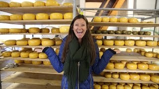 GOUDA CHEESE FARM + KINDERDIJK WINDMILLS