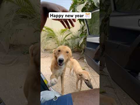 Happy new year 🎉|  🤣 Dogs Playing Funny Video 872 #dog #christmas #cute #funnypuppy #santapaws