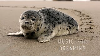 Music for dreaming - Best relaxing music