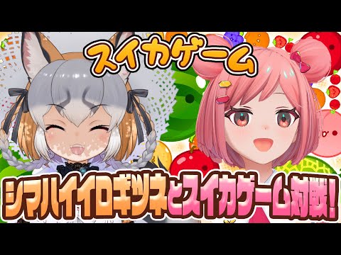 【けもフレコラボ!!】ギチューネとスイカゲーム対戦!!【#シマハグ】