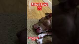 Pitbull love