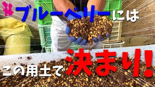 【保存版】誰でも簡単にできるブルーベリーの用土作りをプロ農家が教えます