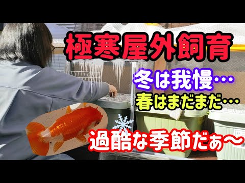 [金魚]　極寒屋外金魚飼育　外のバケツの水が凍る程寒〜い!!　金魚達我慢の季節…大丈夫…？　#goidfish