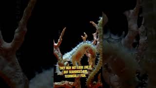 Underwater Oddities The Majestic Seahorse #Seahorse #WildlifeShorts #NatureJourney