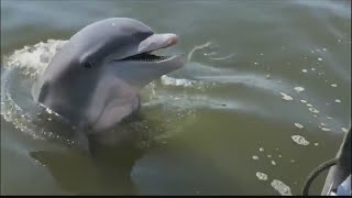 Marine scientists: Video of 'cute' dolphin shows concerning behavior