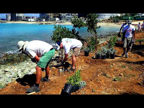 St. Maarten Habitat Restoration post- Hurricane Irma